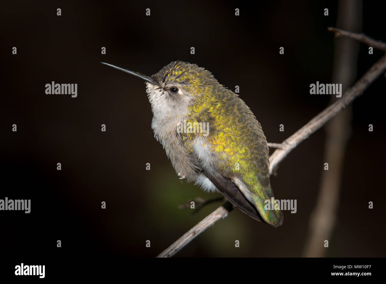 Green Hummingbird on Branch Stock Photo