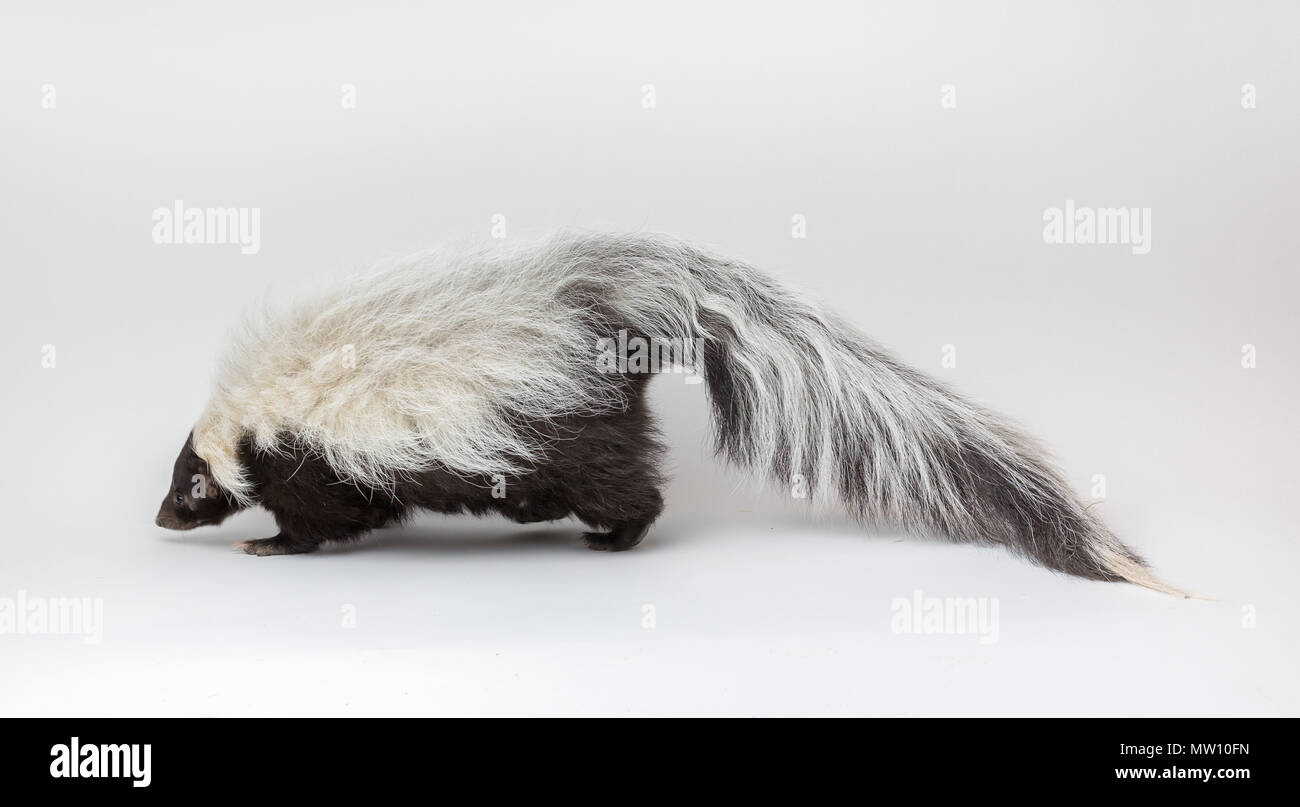 Striped Skunk Isolated on White Background Stock Photo
