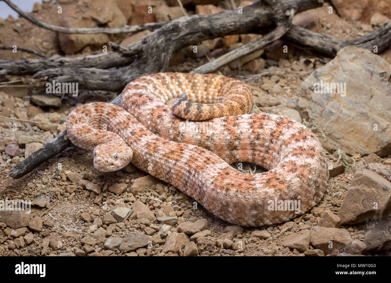 Speckled Rattlesnake on Ground with Rocks and Sticks Stock Photo