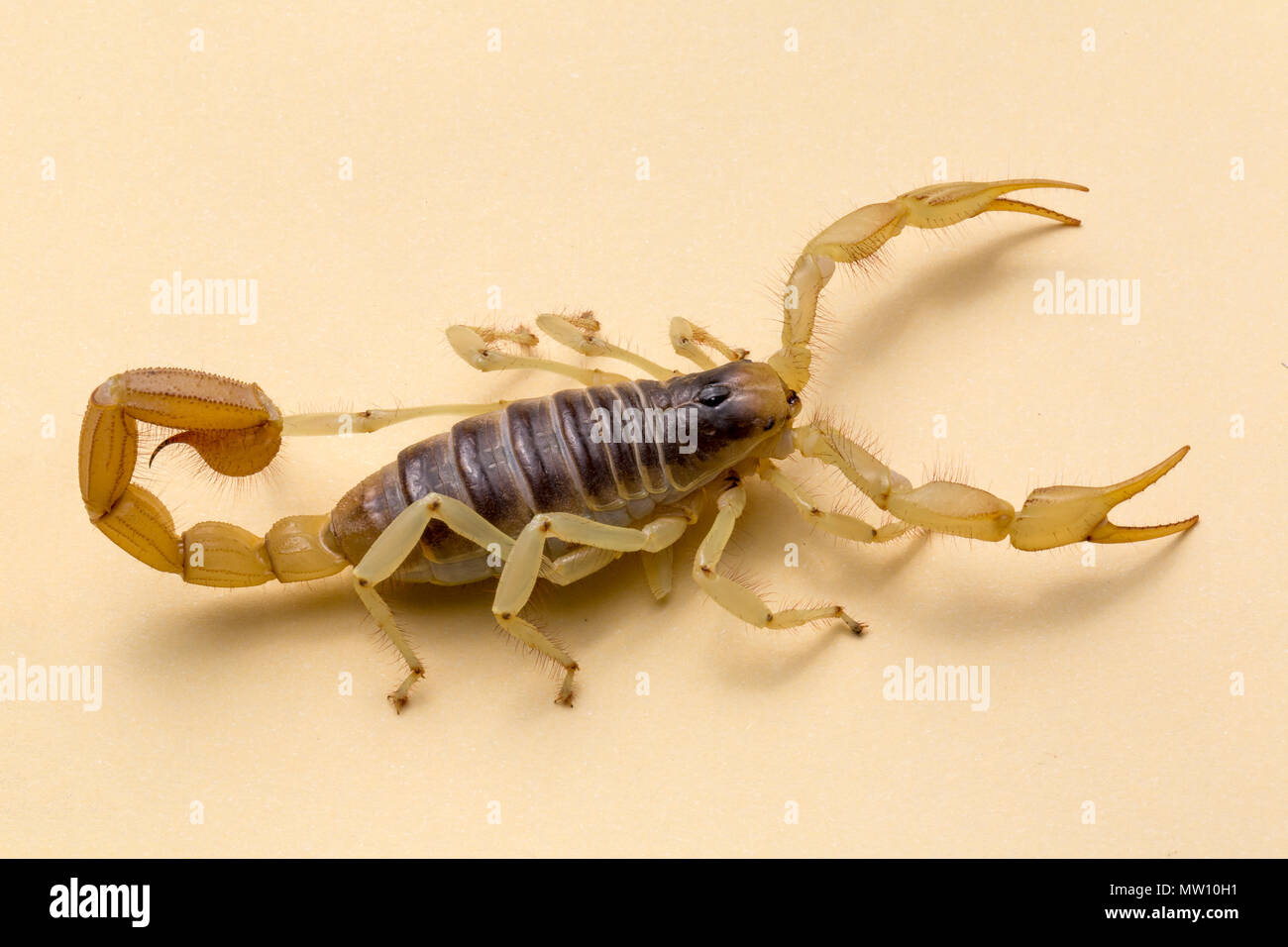 Desert Giant Harry Scorpion Stock Photo
