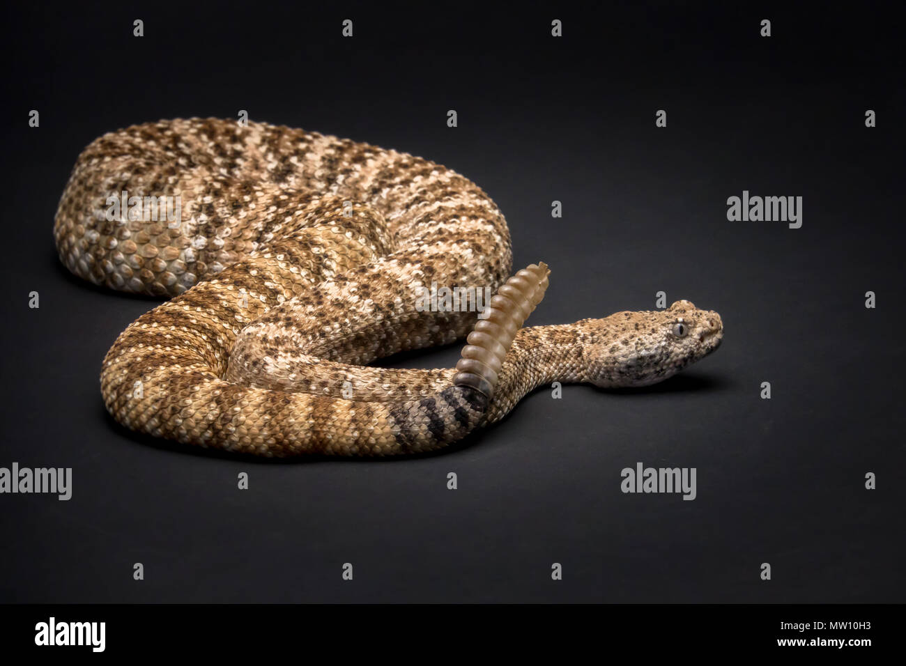 Rattlesnake on Black Background Stock Photo