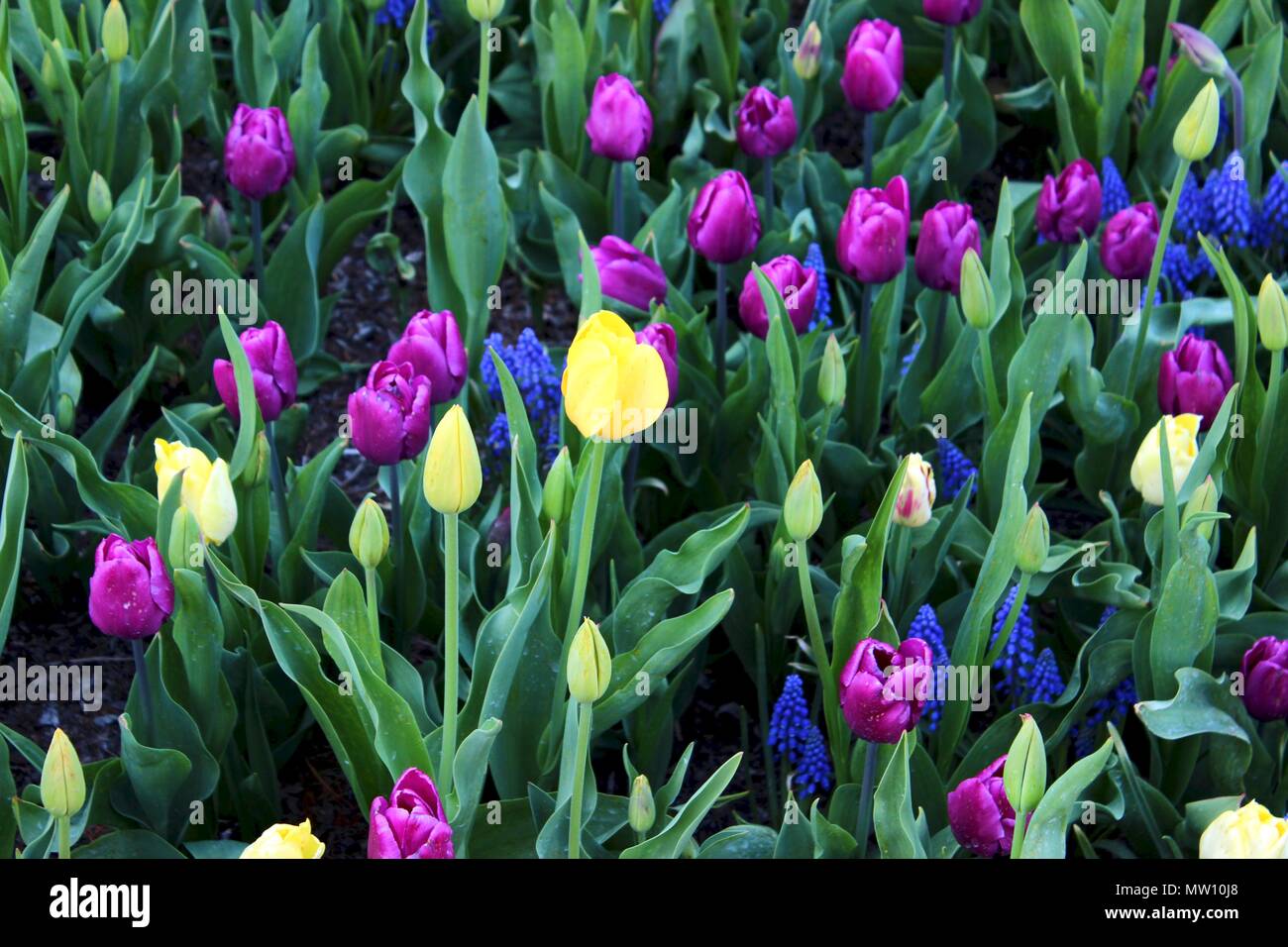 A field of multicolored tulips Stock Photo