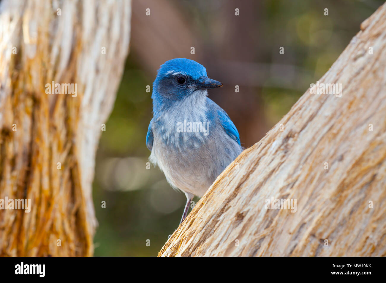 Western Scrub Jay Between Branches Stock Photo