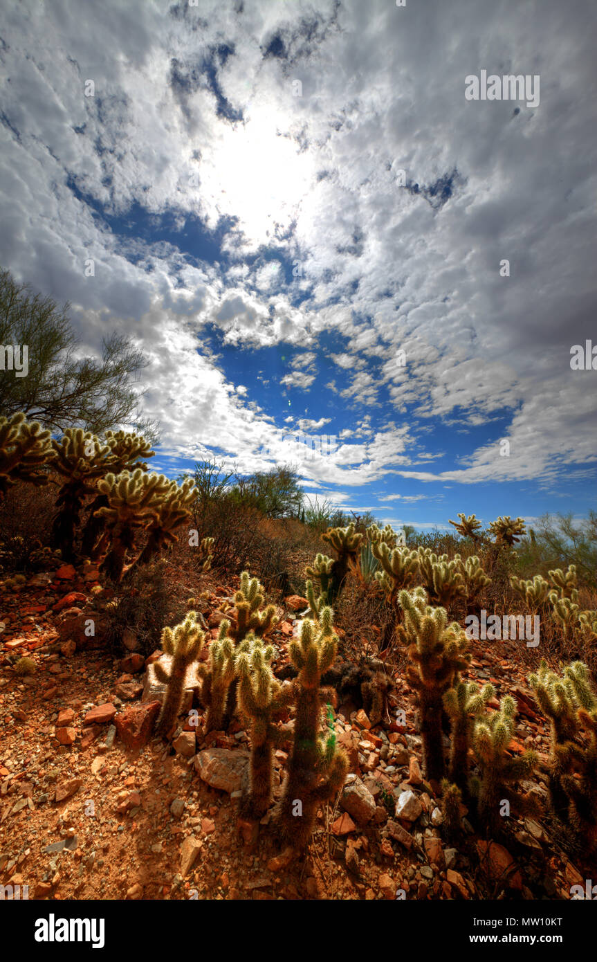 Sun through Clouds with Cholly Cactus Stock Photo