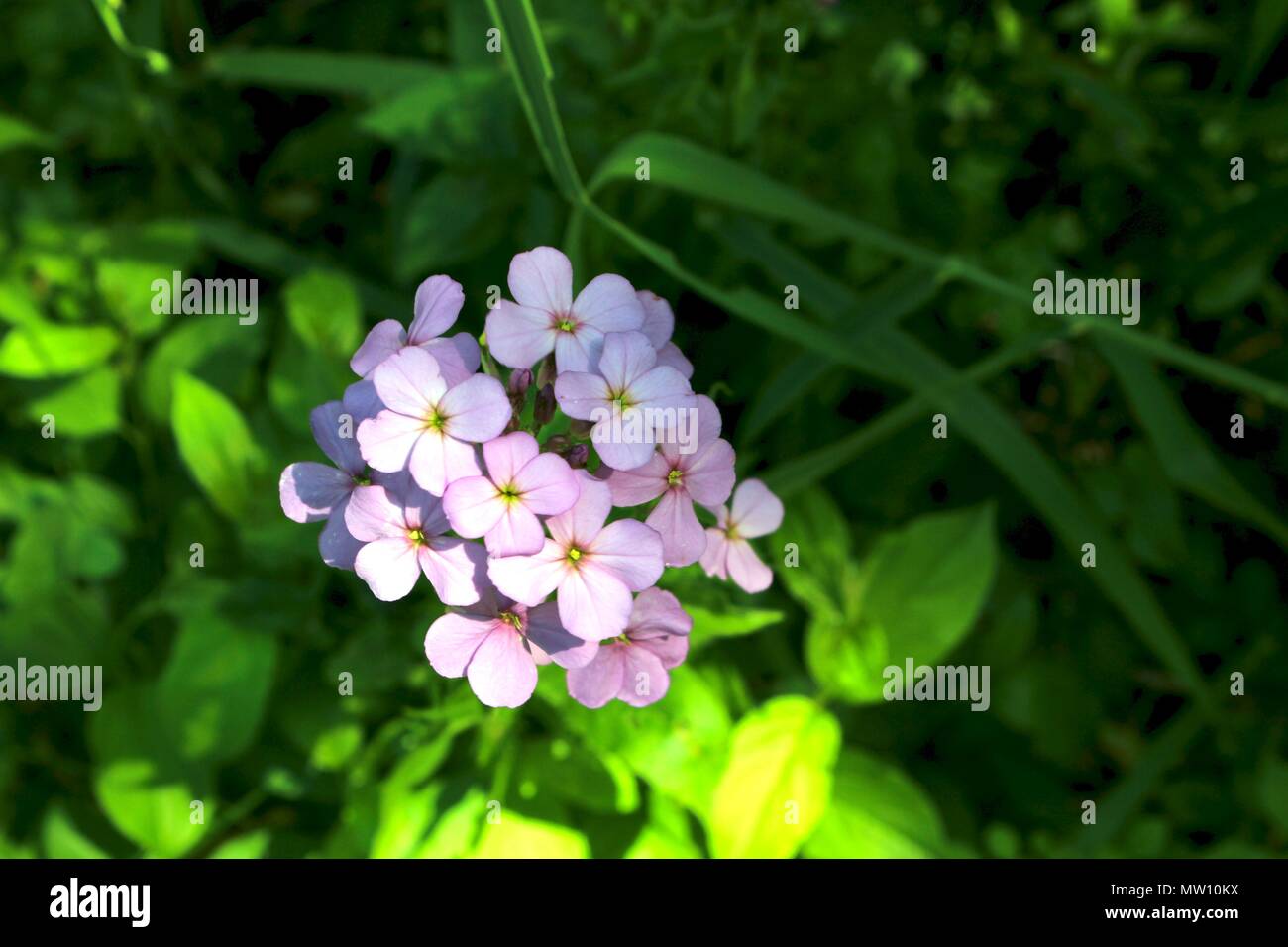 Tiny purple flowers with green background of leaves Stock Photo - Alamy