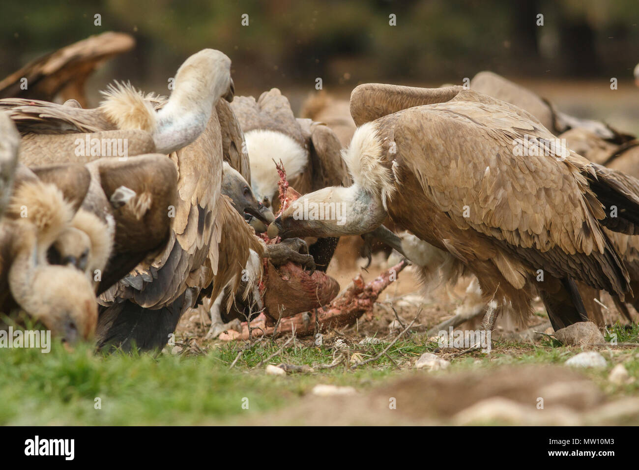 Griffon Vulture (Gyps fulvus), feeding, Castile and Leon, Spain. Stock Photo