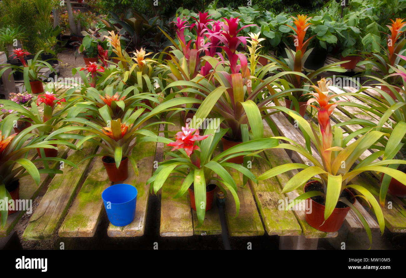 Bromeliad Plants in Pots Stock Photo