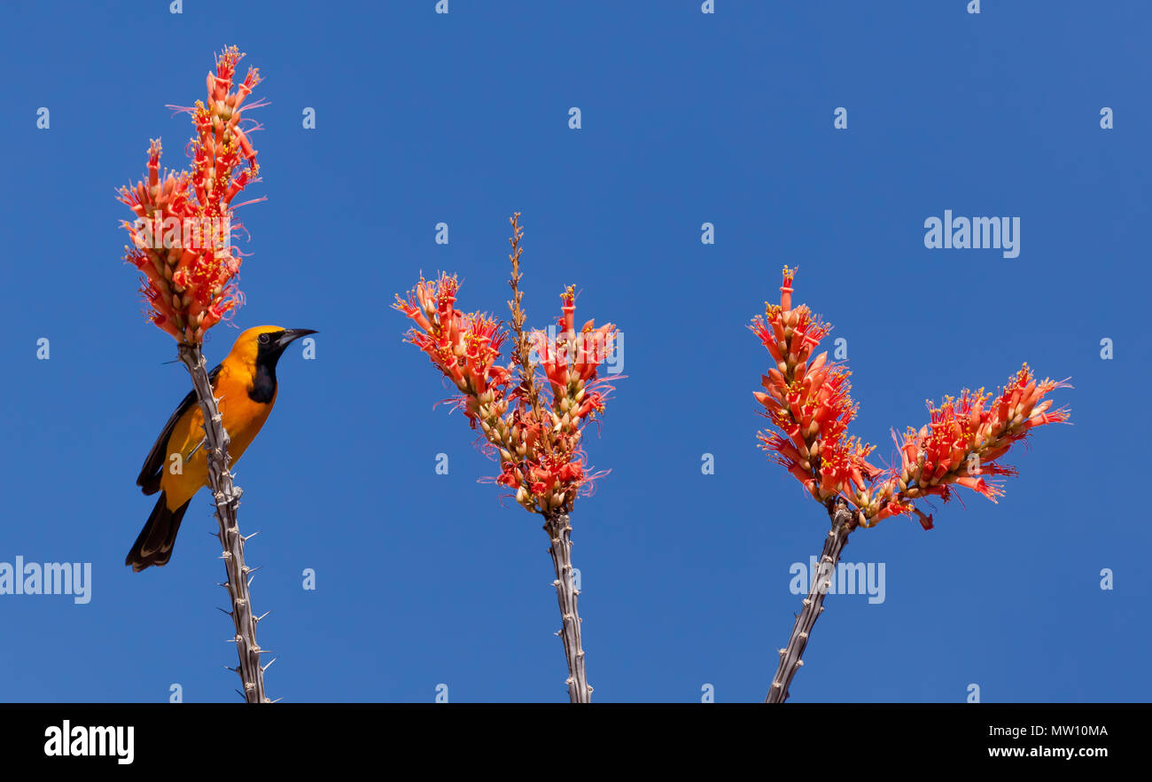 Hooded Oriole with Ocotillo Blooms Stock Photo