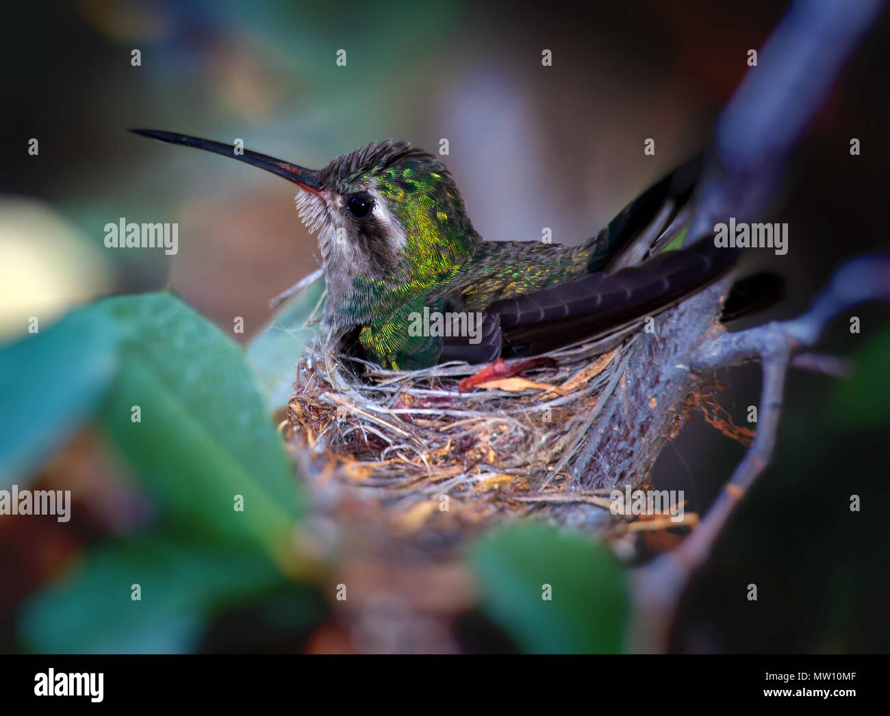 Nesting Female Hummingbird Stock Photo