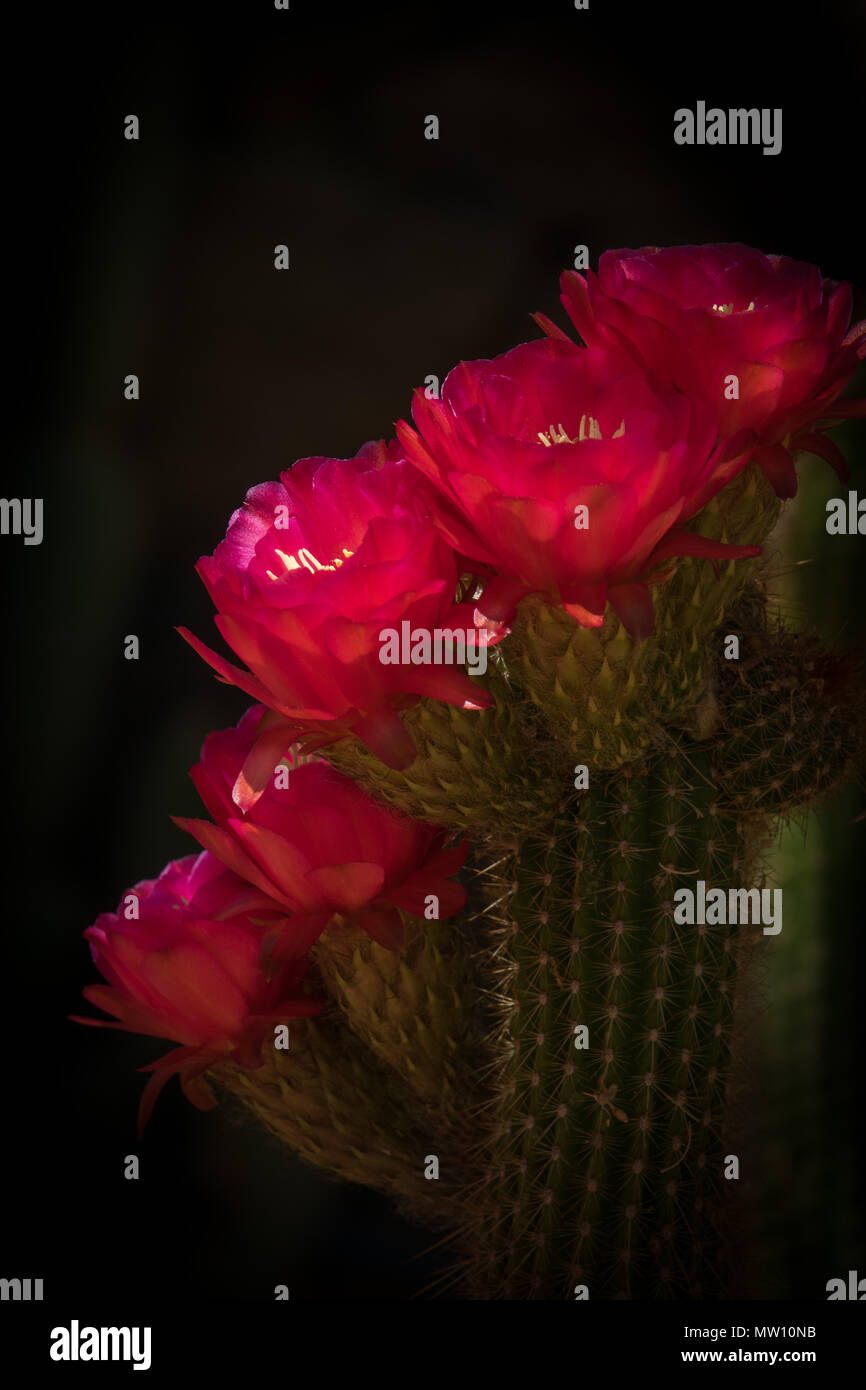 Torch Cactus Bloom, Large Pink Flowers Stock Photo