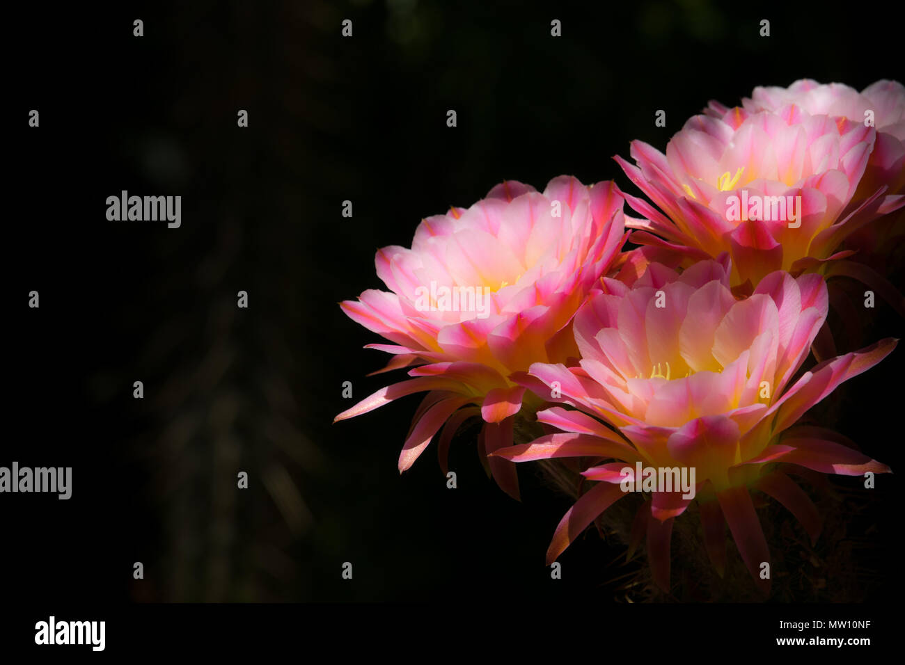 Torch Cactus Bloom, Large Pink Flowers Stock Photo