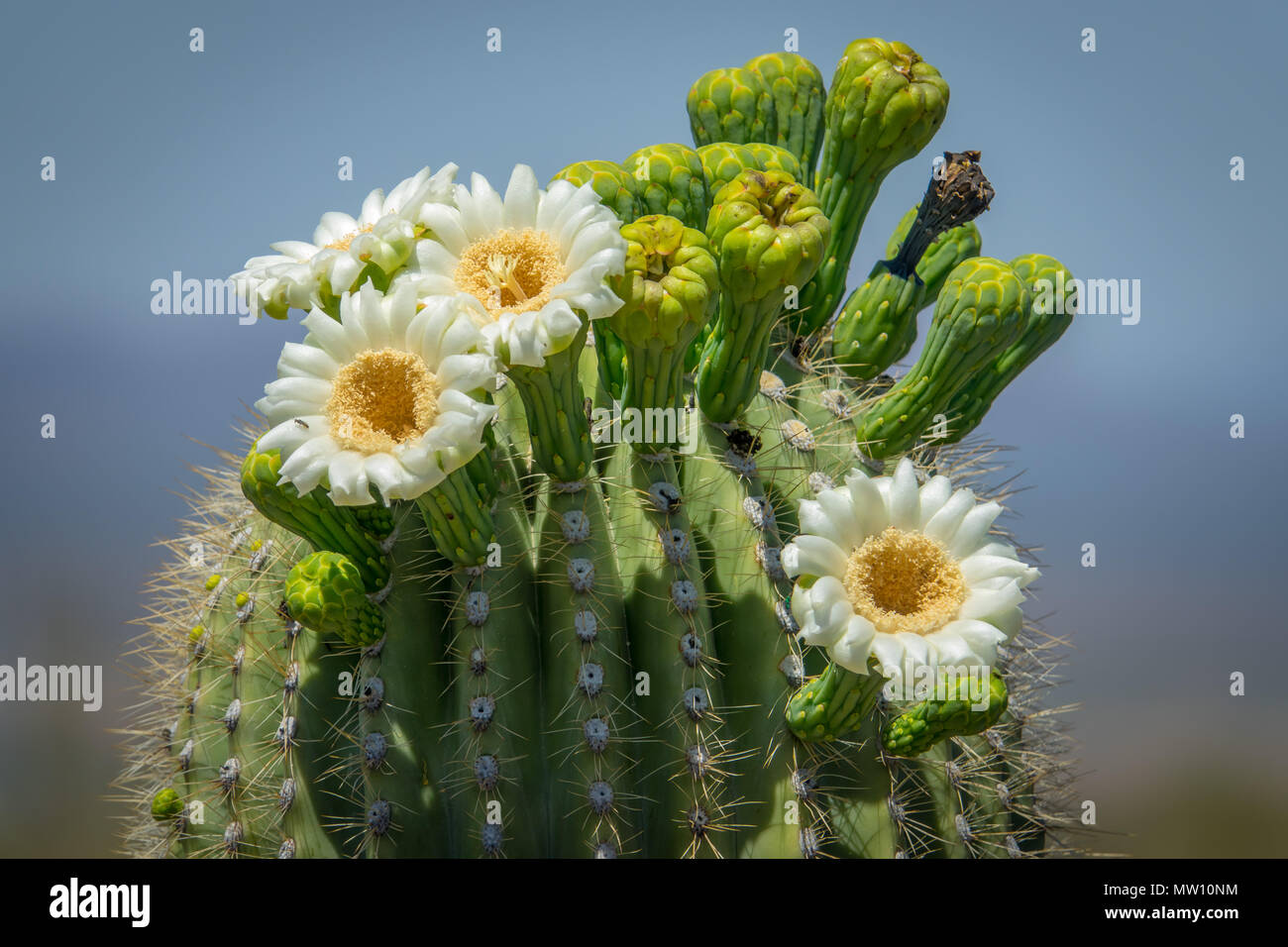 Saguaro Cactus Flowers and Fruit Stock Photo