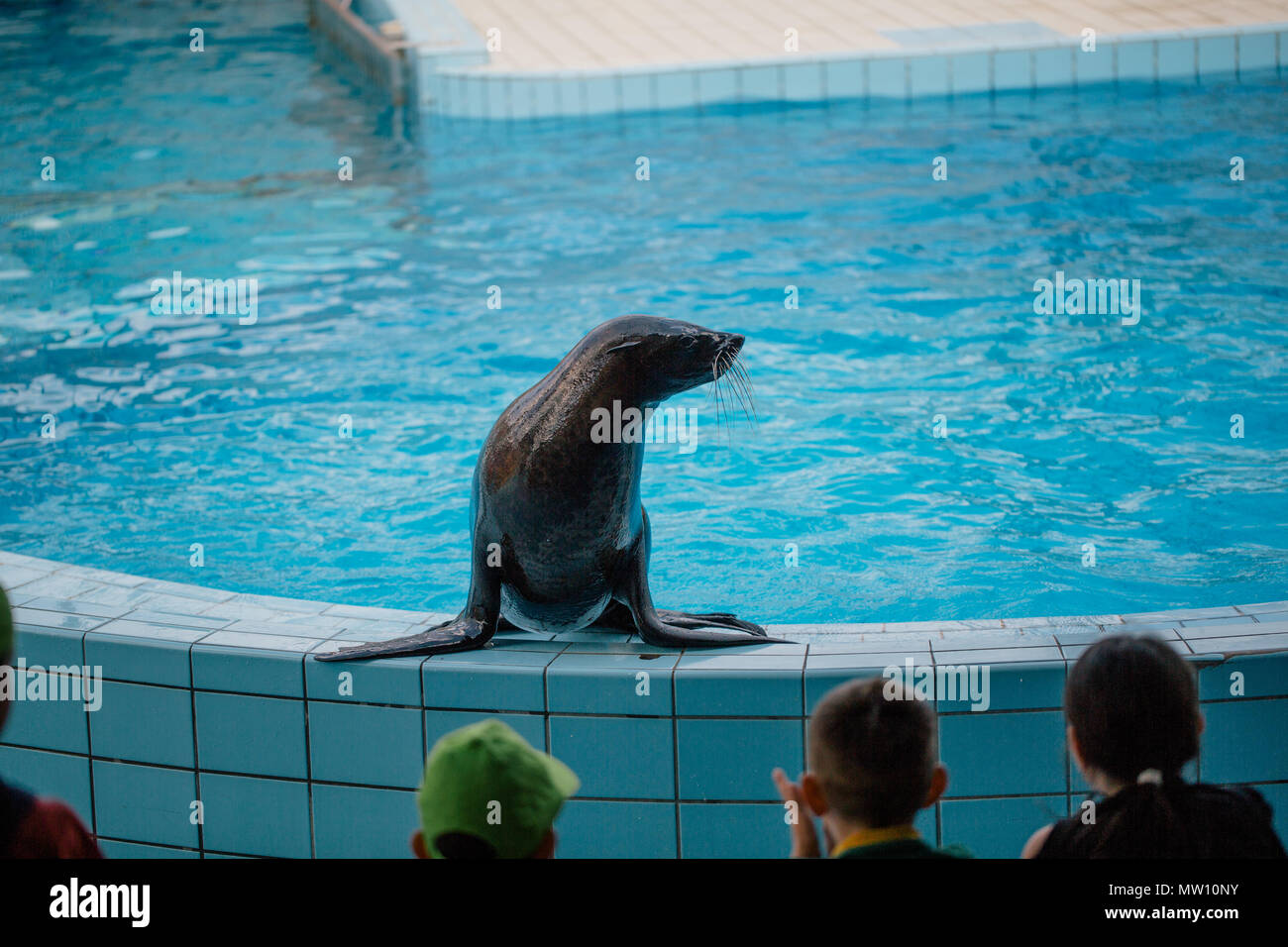 Seals in the pool, funny jumps in the water Stock Photo Alamy