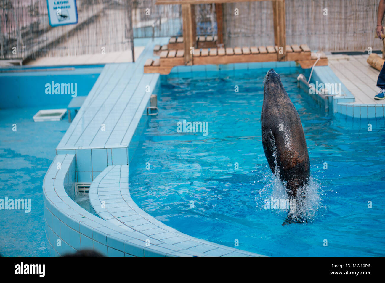 Seals in the pool, funny jumps in the water Stock Photo Alamy