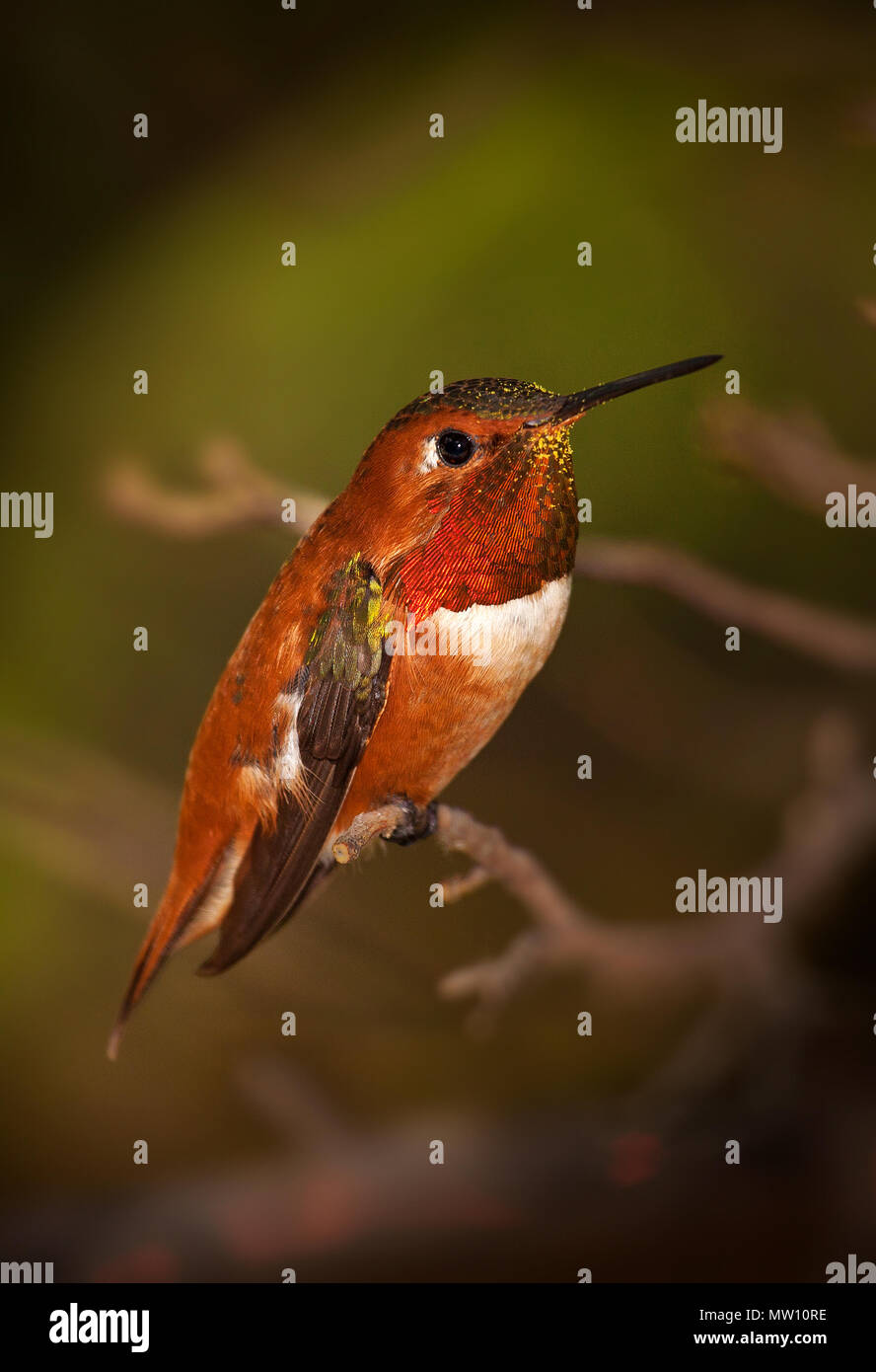 Male Rufous Hummingbird Stock Photo