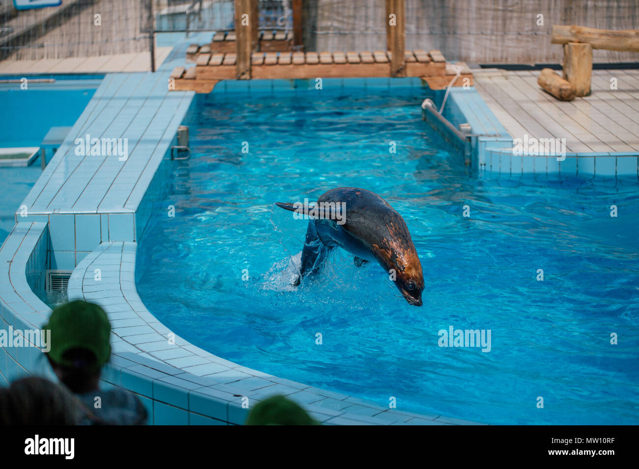 Seals in the pool, funny jumps in the water Stock Photo Alamy