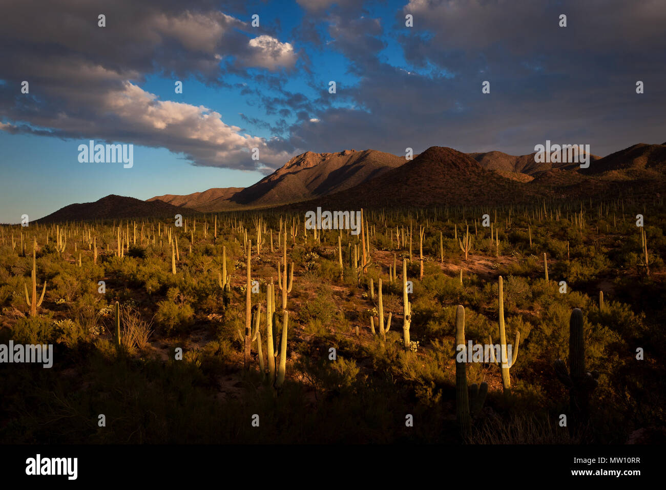 Saguaro Cactus Forest of Sonoran Desert Stock Photo - Alamy