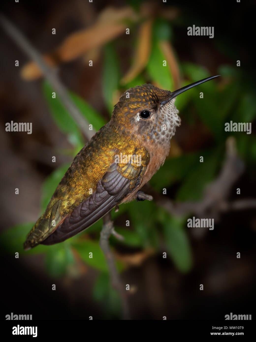 Hummingbird with Irridescent Feathers Stock Photo