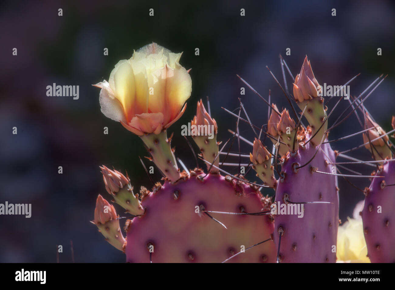 Prickly Pear Blossom on Santa Rita Cactus Stock Photo