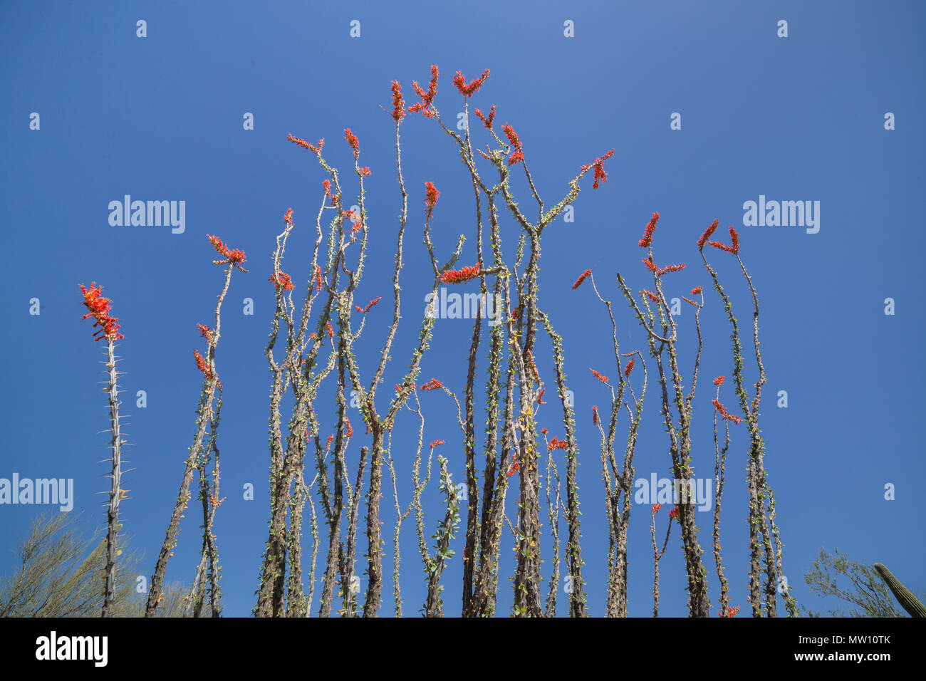Ocotillo Plant and Blossoms Stock Photo