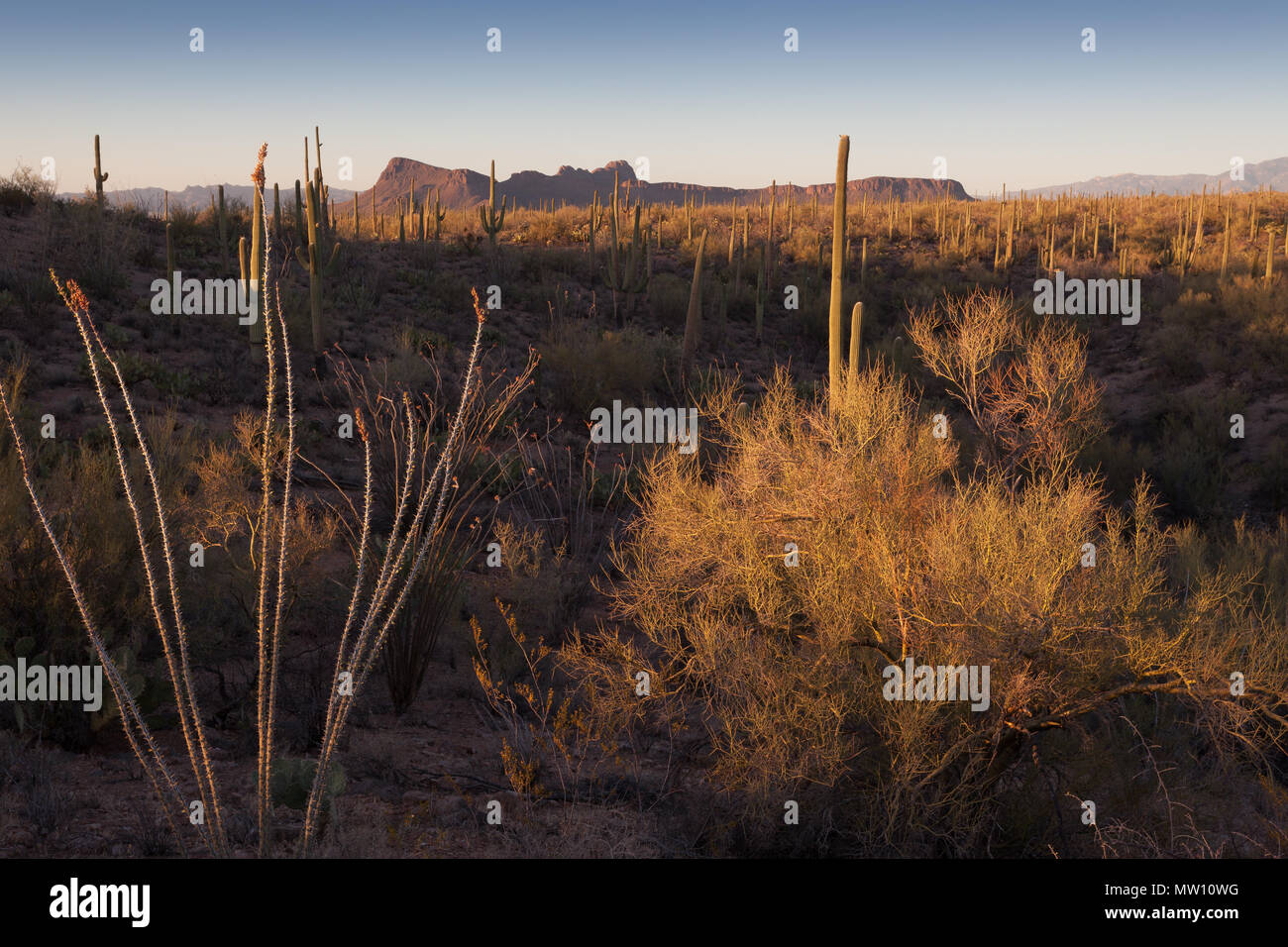 Saguaro Cactus Forest of Sonoran Desert Stock Photo - Alamy