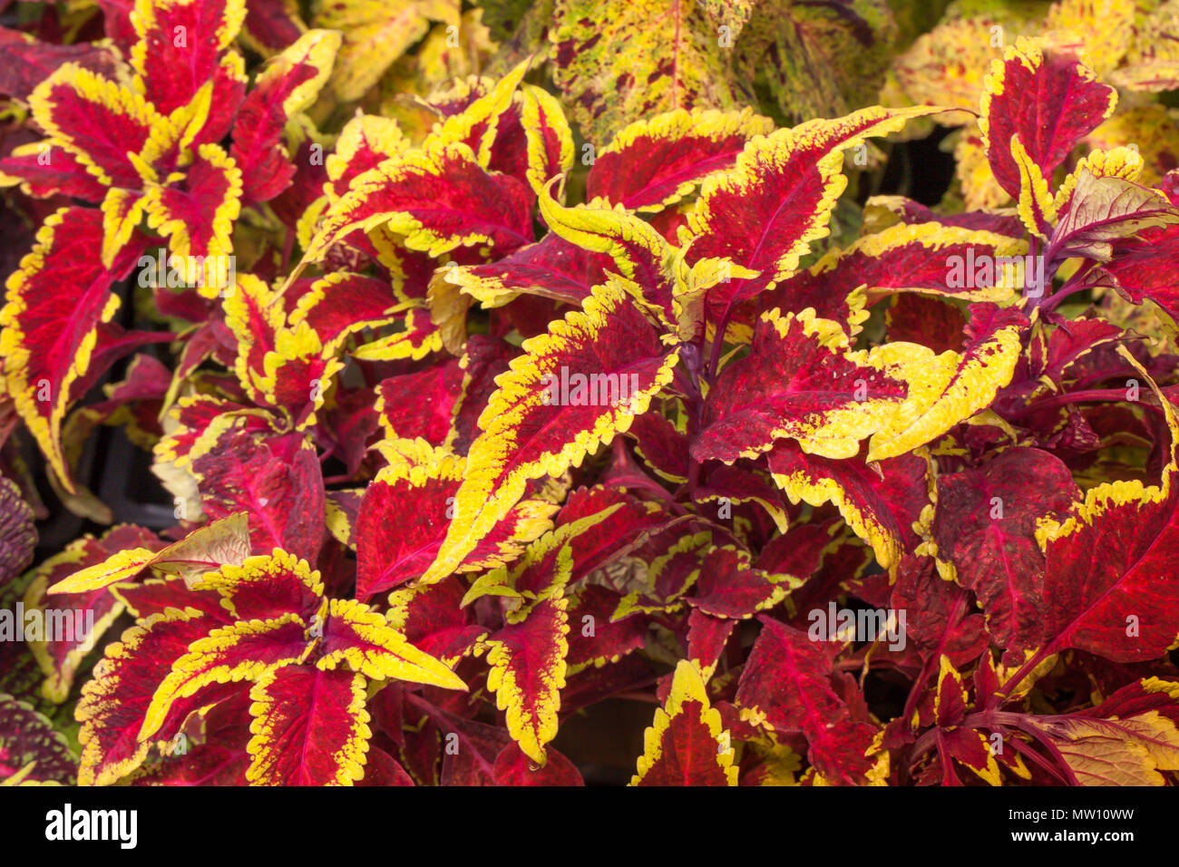 Coleus Red and Yellow Leafed Plant Stock Photo