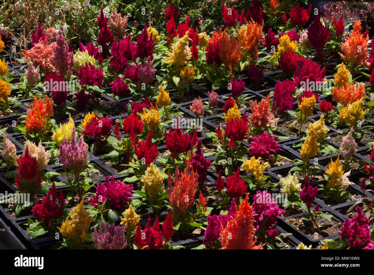 Colorful Red Yellow and Purple Flowers in Trays Stock Photo