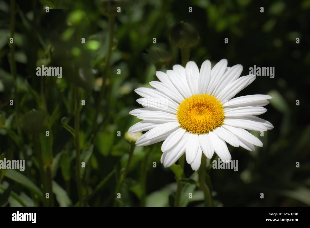 White and Yellow Flower on Dark Background Stock Photo