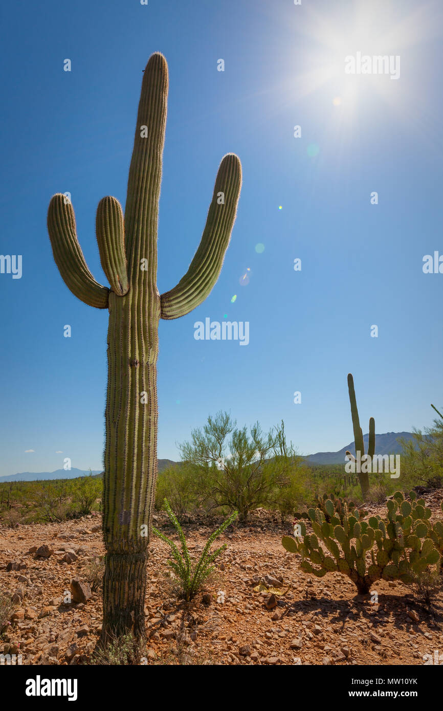 Saguaro Cactus and Sun Stock Photo Alamy