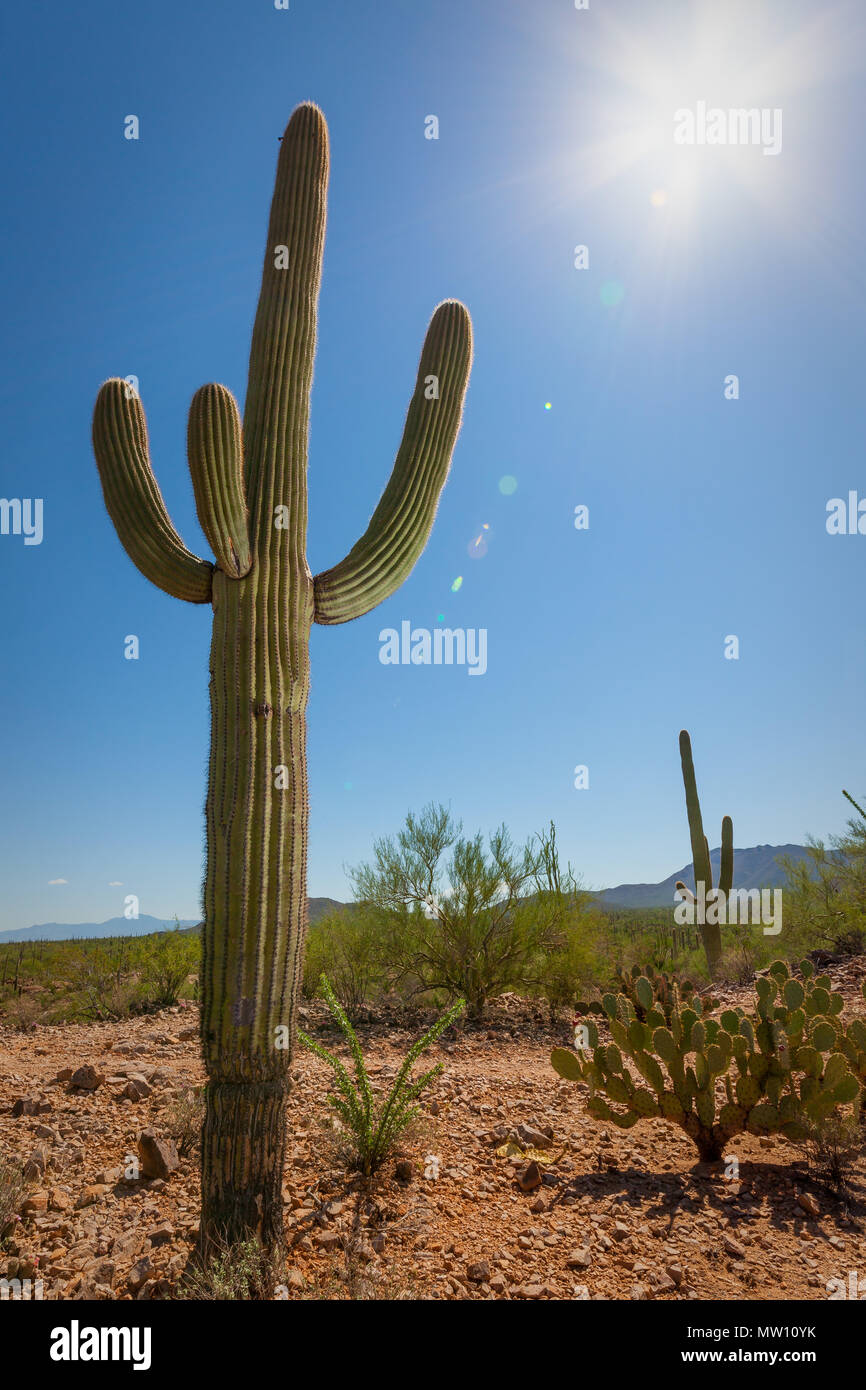 Saguaro Cactus and Sun Stock Photo