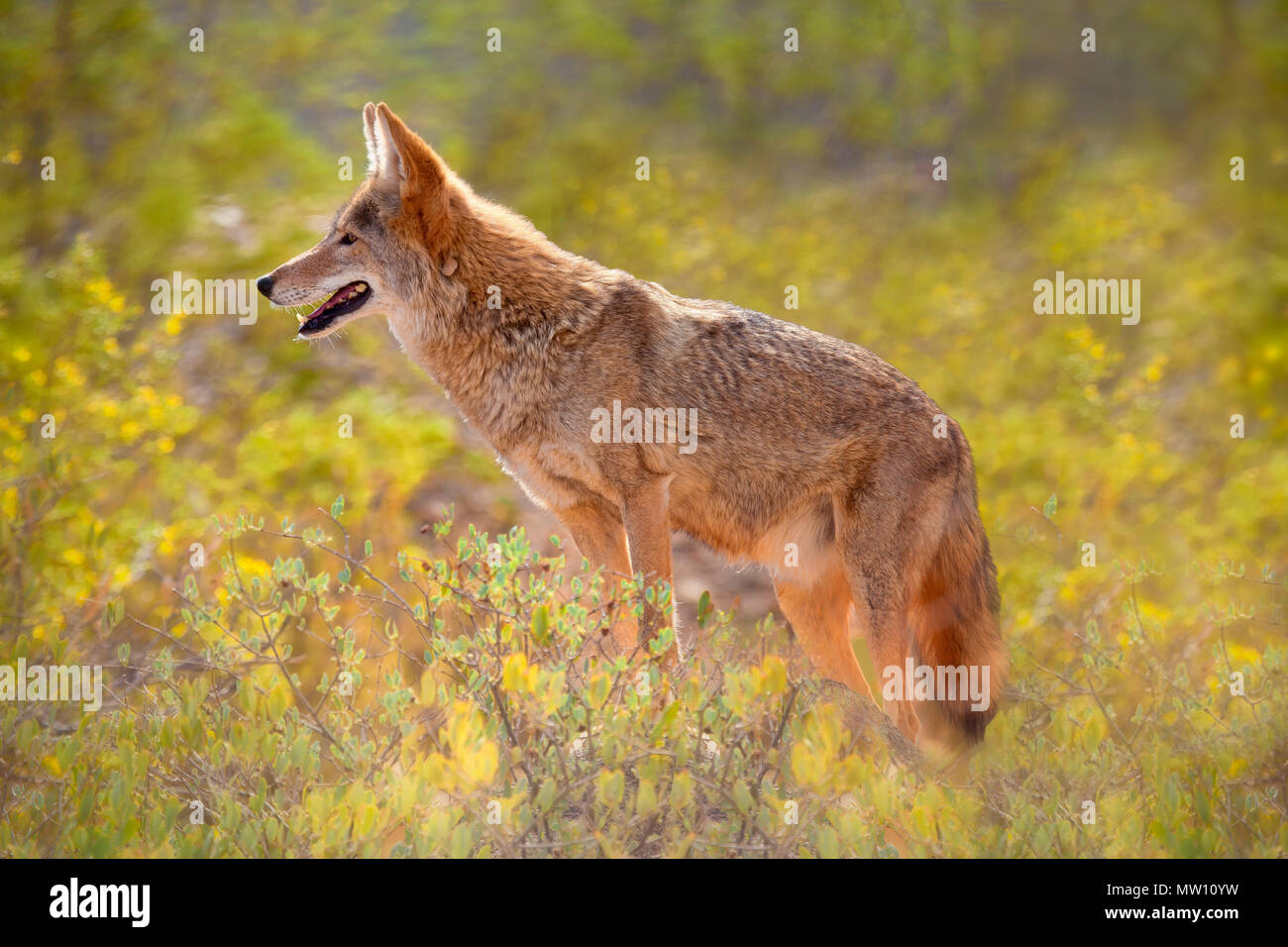 Coyote agains Yellow Flowers Stock Photo