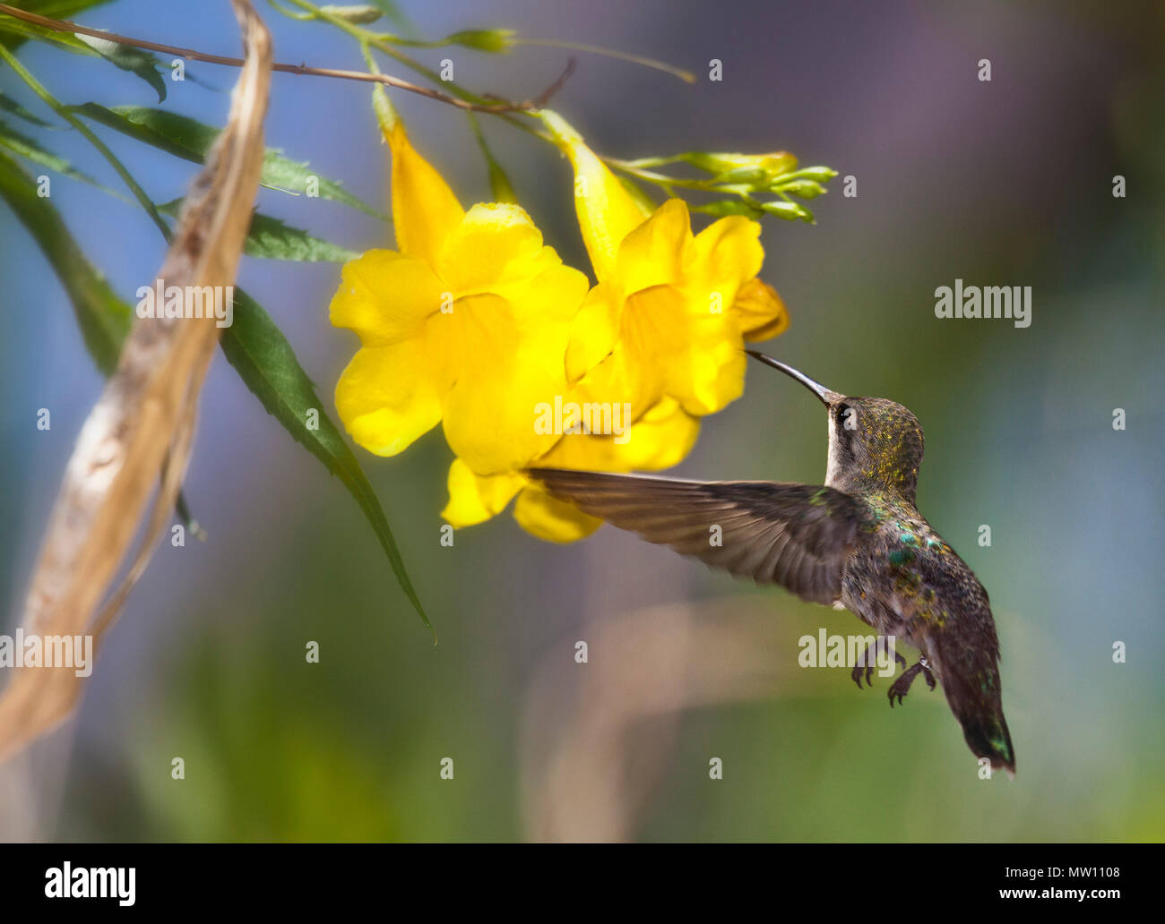 Hummingbird at Yellow Trumpet Flower Stock Photo