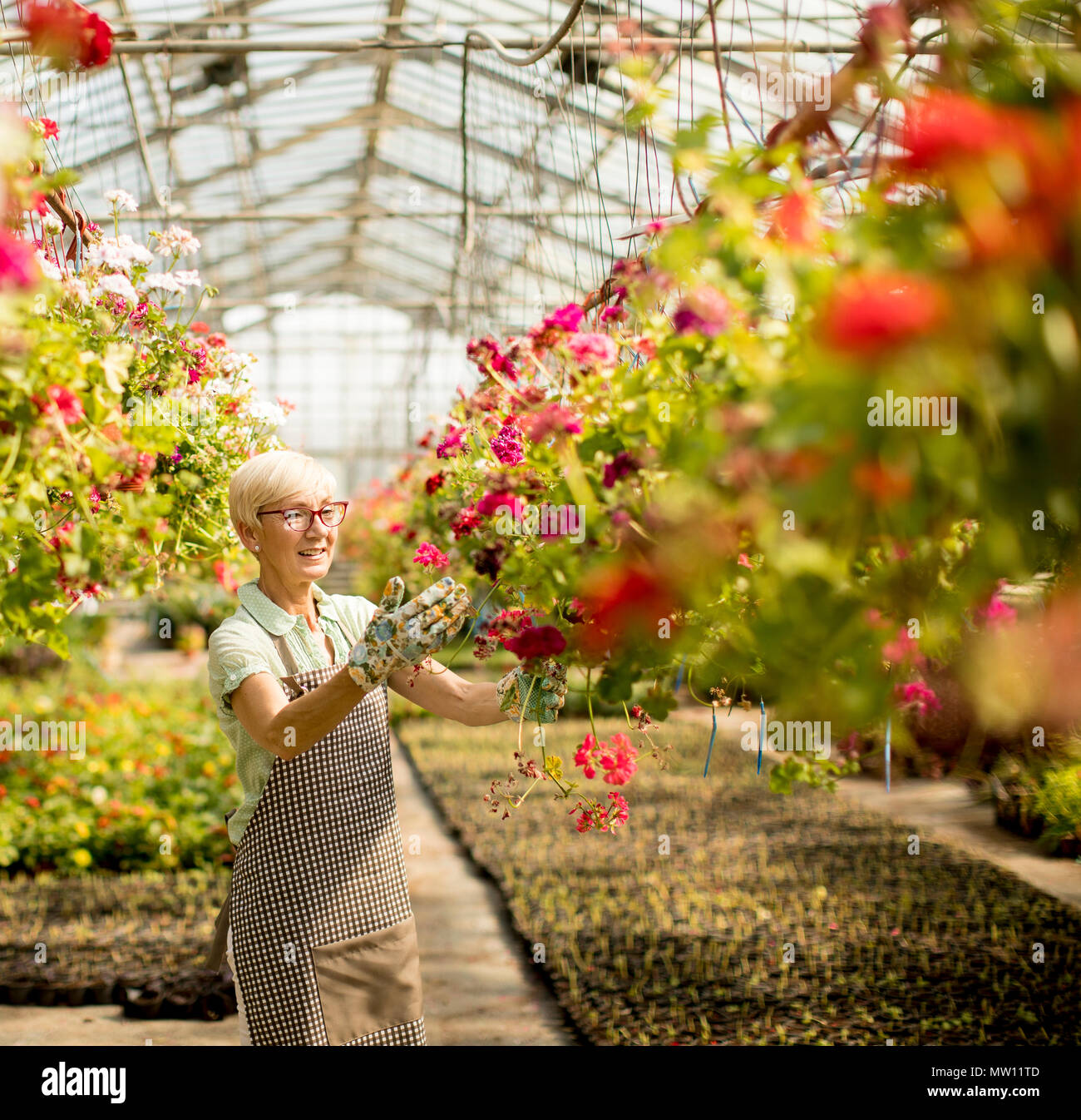 View at senior woman working about flowers in greengarden Stock Photo
