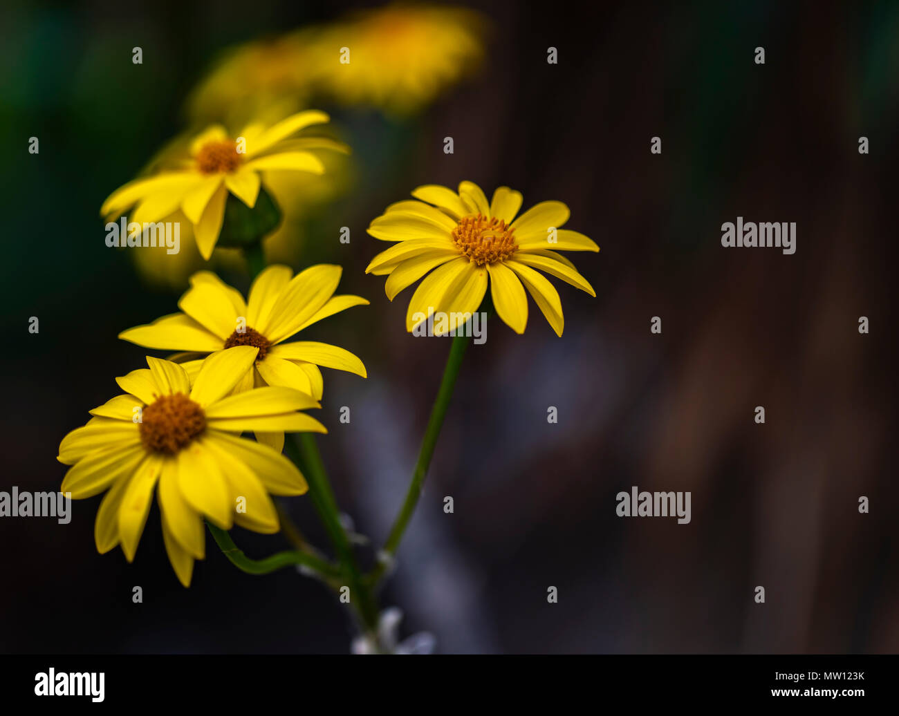 Broomstick Tree (Pittocaulon praecox) flowers in the garden Stock Photo