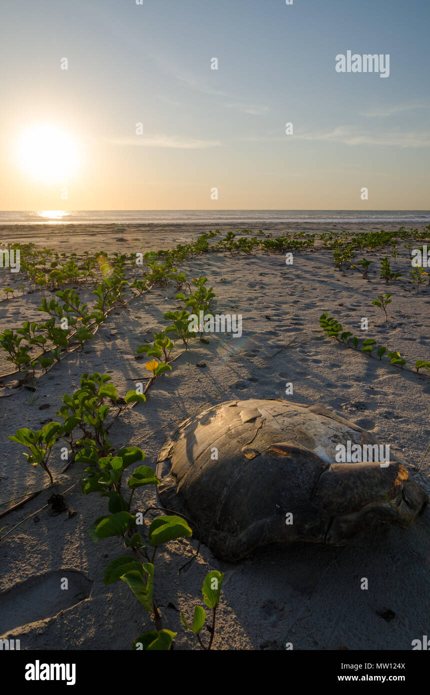 Turtle shell laying on empty beach during beautiful sunset in the Casamance, Senegal, Africa. Stock Photo