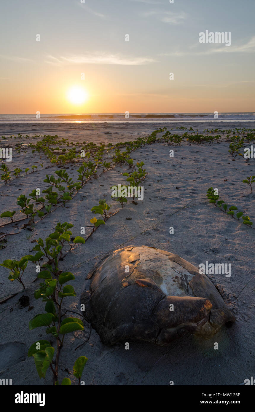 Turtle shell laying on empty beach during beautiful sunset in the Casamance, Senegal, Africa. Stock Photo