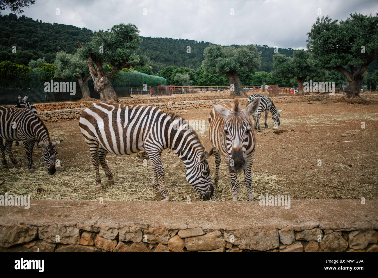 Zebra Eyelashes High Resolution Stock Photography And Images Alamy