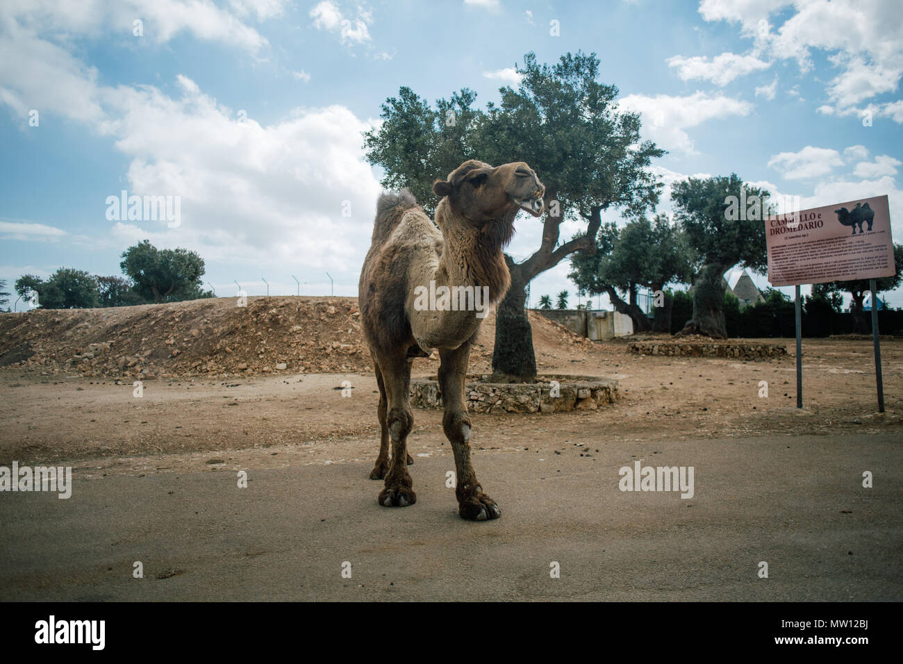 Camel in Fasano apulia safari zoo Italy Stock Photo - Alamy