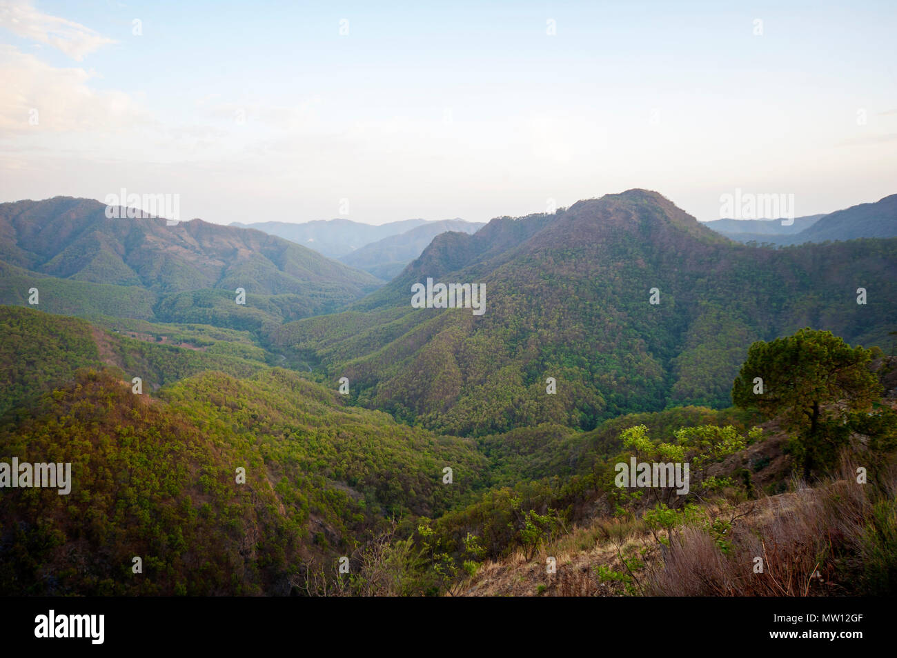 Dense jungle on Nandhour Valley, Kumaon Hills, Uttarakhand, India Stock Photo