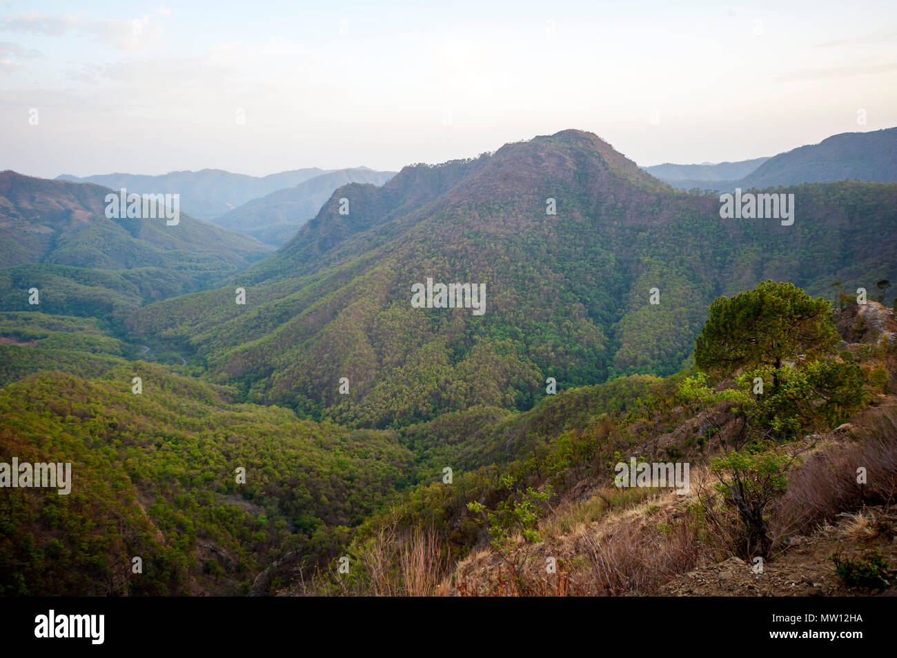 Dense jungle on Nandhour Valley, Kumaon Hills, Uttarakhand, India Stock Photo
