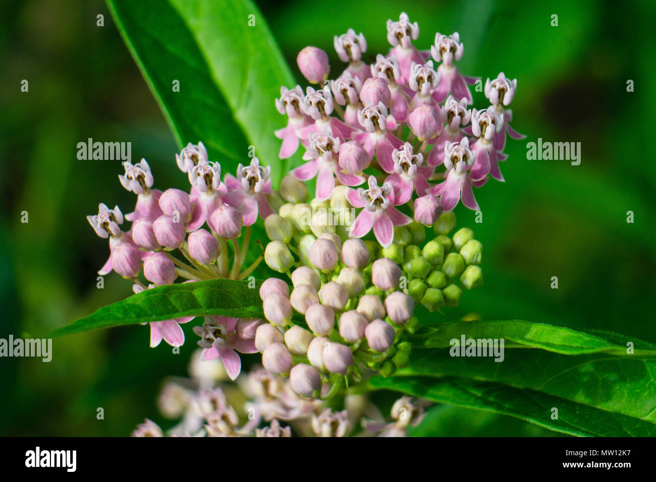 Spring Blooms of Pink Swamp Milkweed Flowers (Asclepias incarnata) Stock Photo
