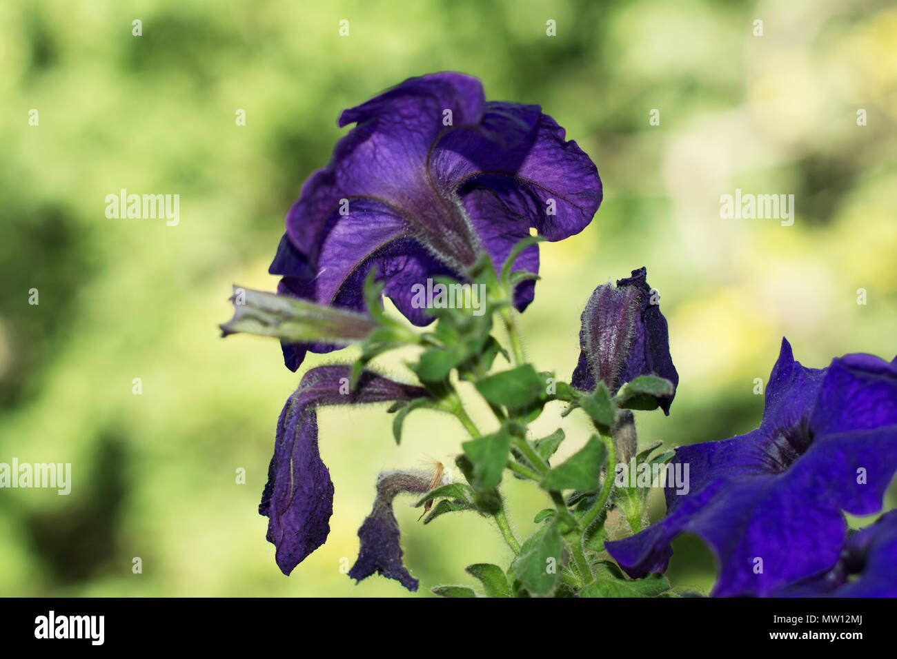 Petunia hybrida. Plant’s hairy foliage is visible along with its purple and bluish withered and blooming flowers. A beautiful bokeh in a background. Stock Photo