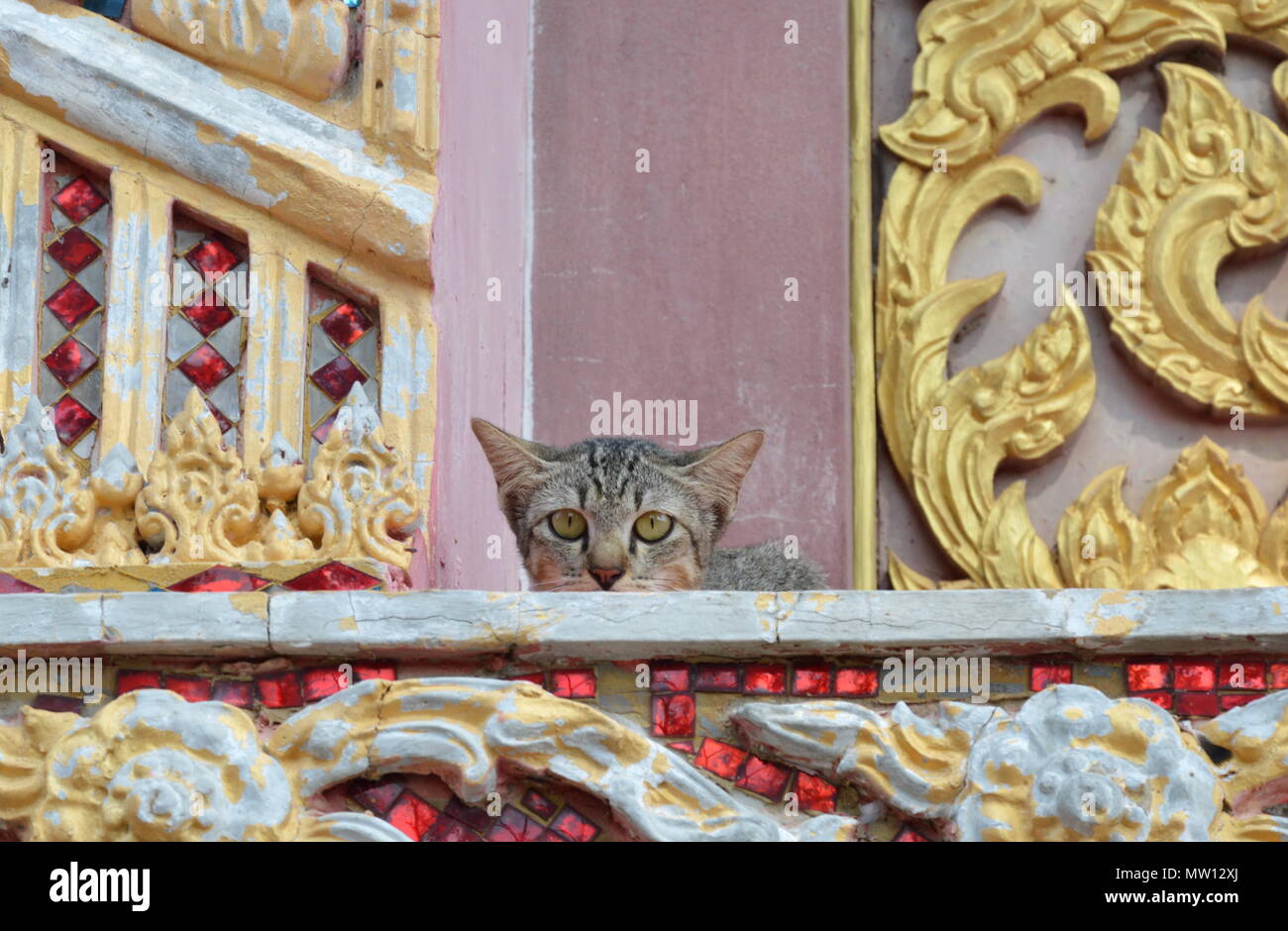 Kitten Hiding On Church Porch Stock Photo Alamy