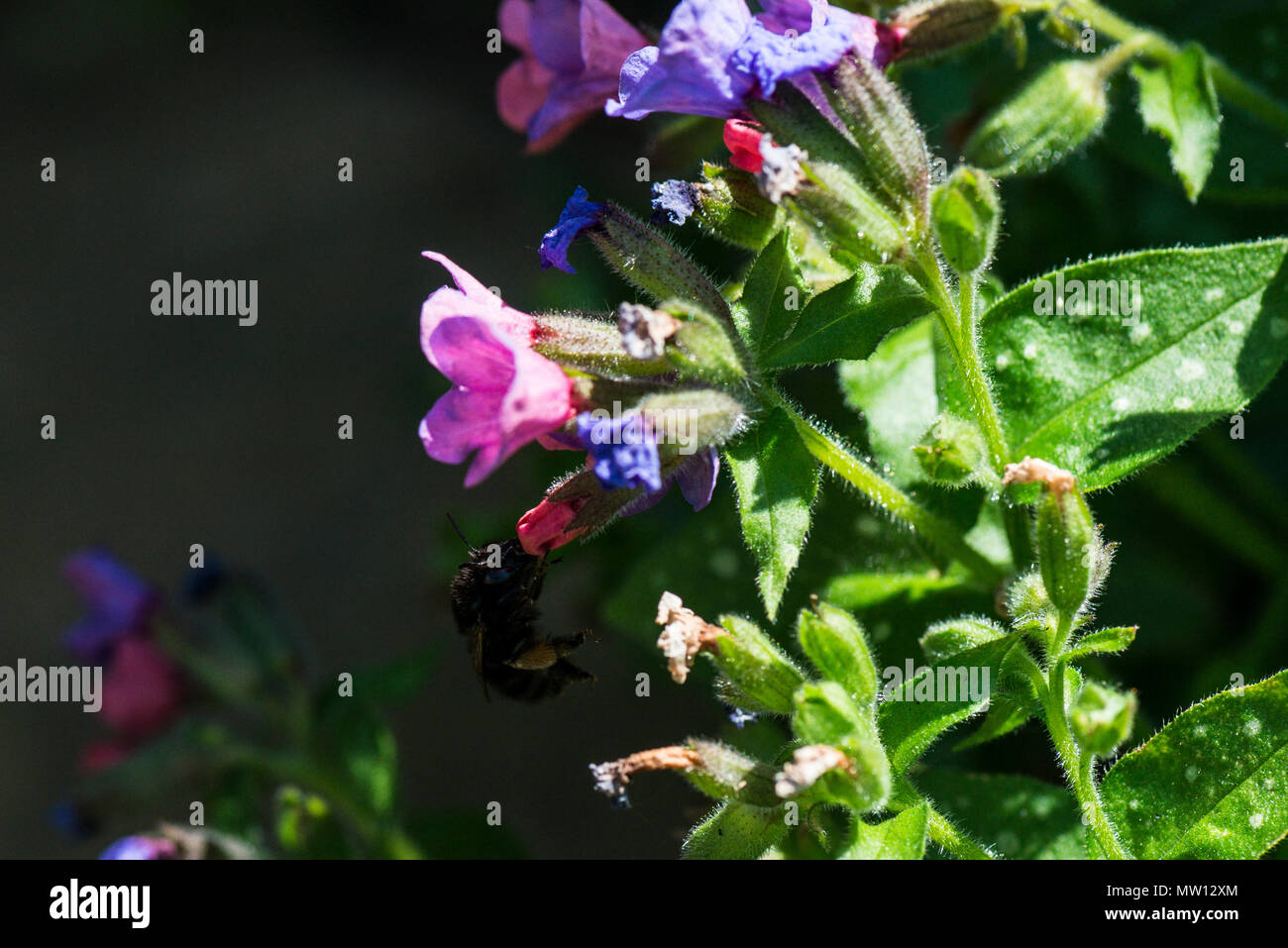 A bee the flowers of a Pulmonaria officinalis Stock Photo