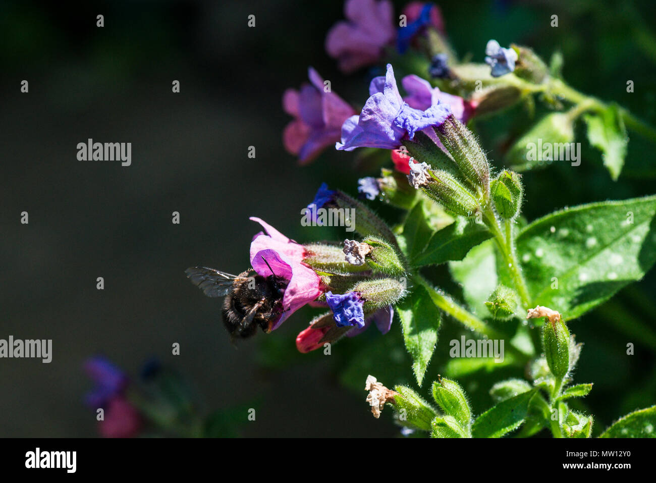 A bee the flowers of a Pulmonaria officinalis Stock Photo