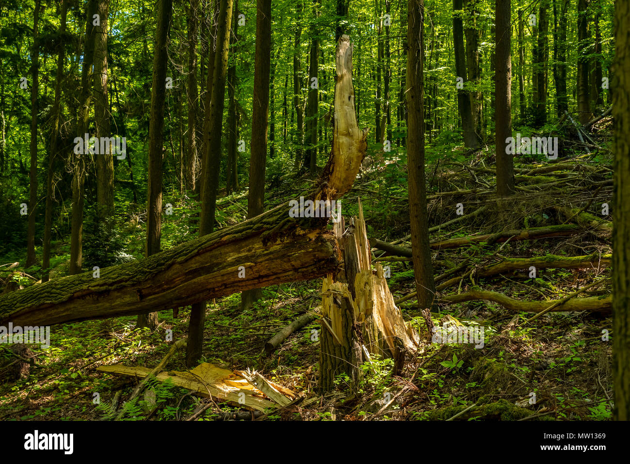 Through a storm overturned tree in the forest, Velbert, Germany Stock Photo