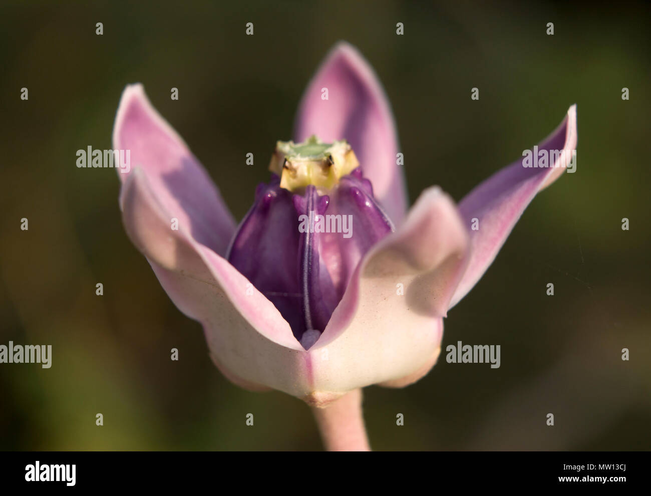 Waxy Bloom Color Waxy flowers hi-res stock photography and images - Alamy