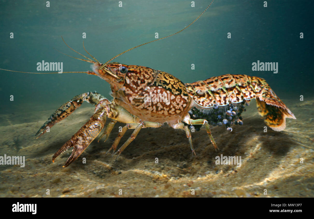 wild clawfish in us wild clawfish in us