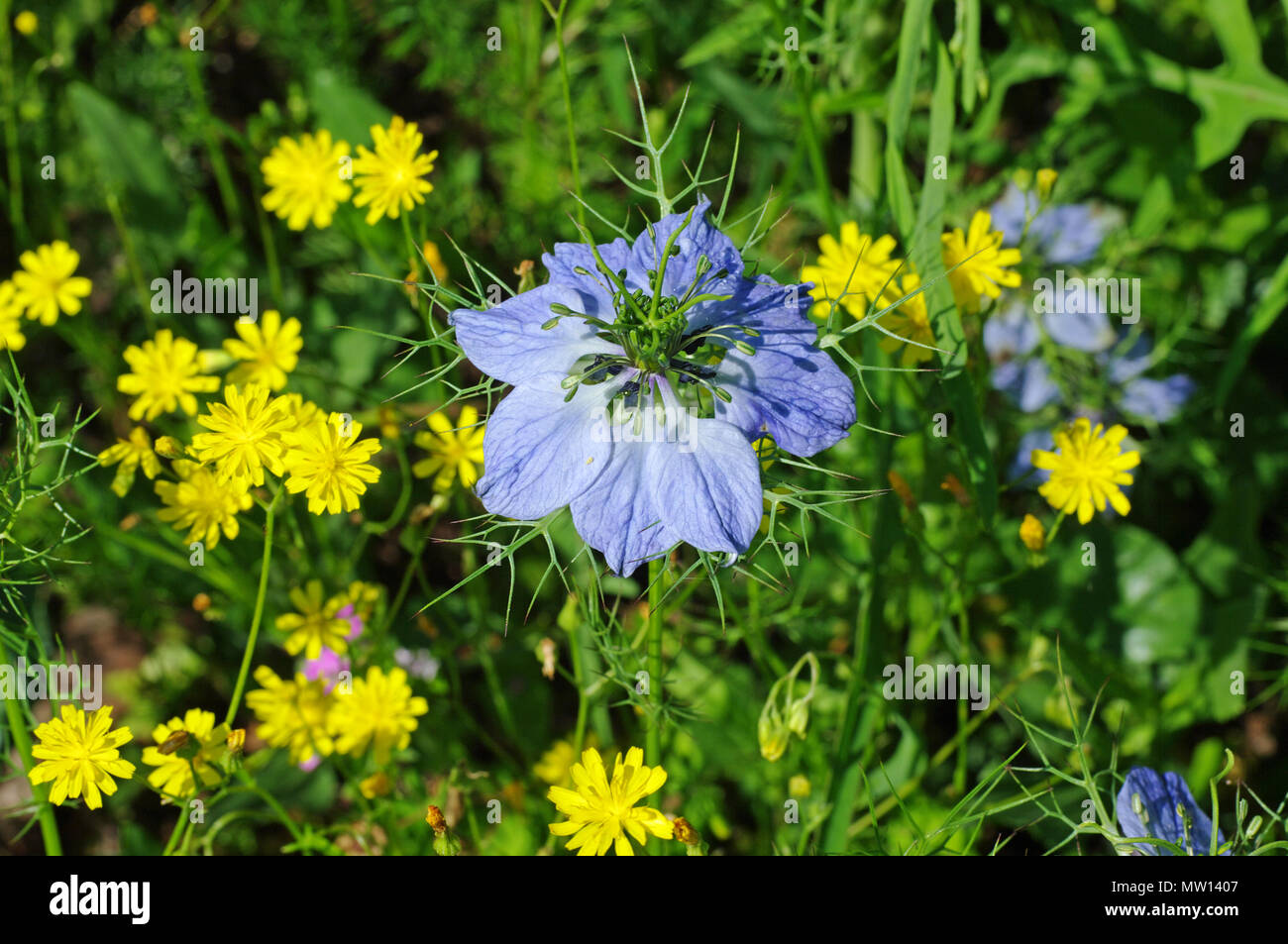 Nigella damascena, the Love-in-a-mist (family Ranunculaceae), in a meadow Stock Photo