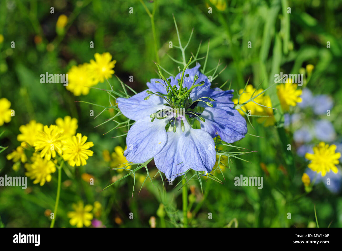 Nigella damascena, the Love-in-a-mist (family Ranunculaceae), in a meadow Stock Photo